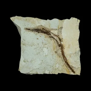 Fish Fossil - Syngnathus sp. (Pipefish)