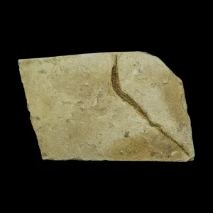 Fish Fossil - Syngnathus sp. (Pipefish)