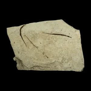 Fish Fossil - Syngnathus sp. (Pipefish)