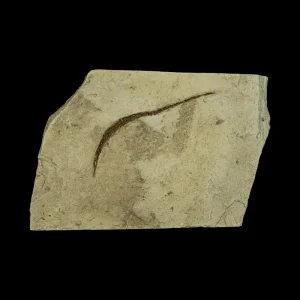 Fish Fossil - Syngnathus sp. (Pipefish)