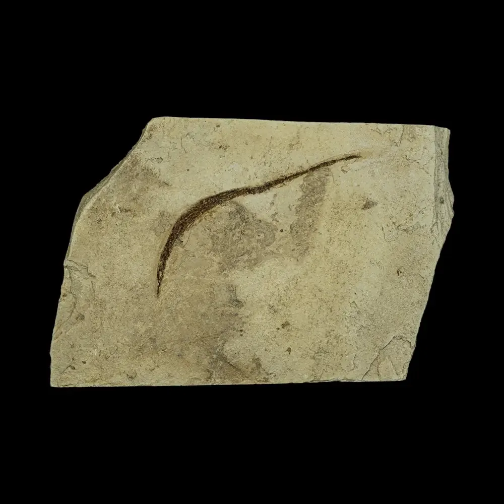 Fish Fossil - Syngnathus sp. (Pipefish)