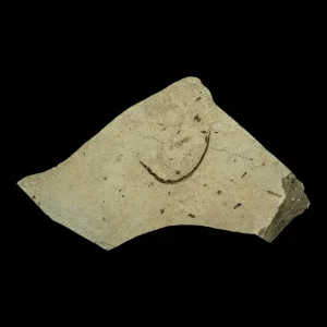 Fish Fossil - Syngnathus sp. (Pipefish)