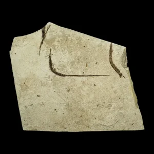 Fish Fossil - Syngnathus sp. (Pipefish)