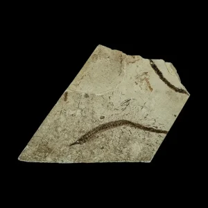 Fish Fossil - Syngnathus sp. (Pipefish)