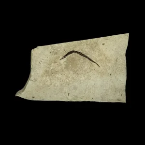 Fish Fossil - Syngnathus sp. (Pipefish)