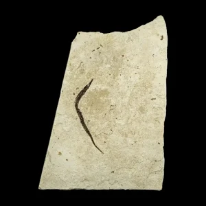 Fish Fossil - Syngnathus sp. (Pipefish)
