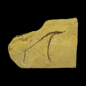 Fish Fossil - Syngnathus sp. (Pipefish)