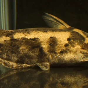 Fisher's Wood Cat
