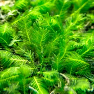 Fissidens Nobilis Moss (Fissidens nobilis) 3 x 3 inch Mat