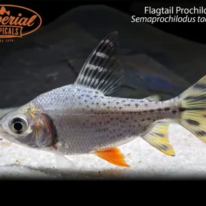 Flagtail Prochilodus
