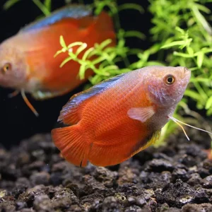 Flame Dwarf Gourami (Trichogaster lalius) – Tank Bred
