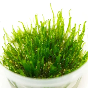 Flame Moss (Taxiphyllum sp. “Flame”) Tissue Culture