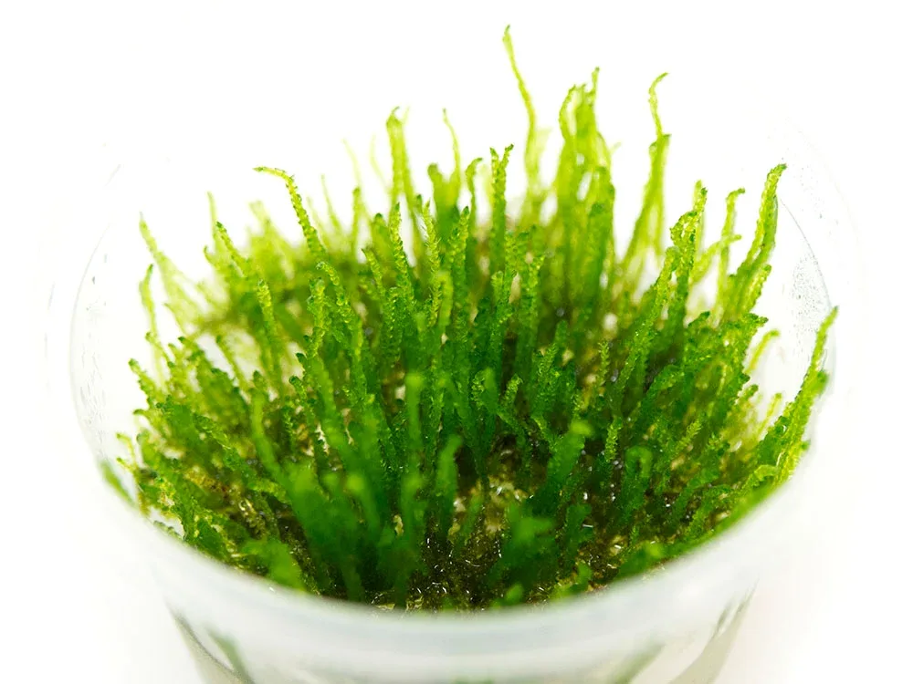 Flame Moss (Taxiphyllum sp. “Flame”) Tissue Culture