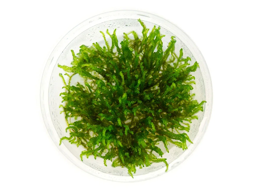 Flame Moss (Taxiphyllum sp. “Flame”) Tissue Culture - Image 2