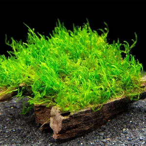 Flame Moss (Taxiphyllum sp.) on 3+ inch Driftwood