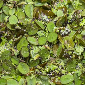 Floating Plant Combo Pack