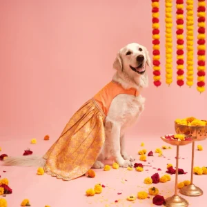 Floof & Co Banarasi Lehenga for Dogs (Pink/Yellow)