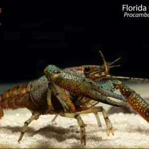 Florida Crayfish
