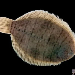 Flounder - Gulf