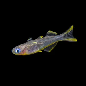 Forktail/Furcata Blue Eye Rainbowfish (Pseudomugil furcatus) - Tank-Bred!