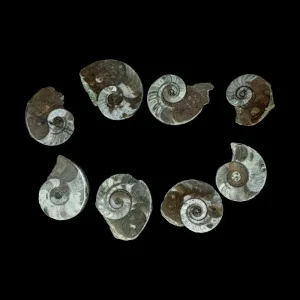 Fossil - Litulites Nautiloids