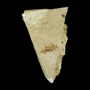 Fossil - Pea Crab Pinnixa sp.