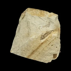 Fossil - Pea Crab Pinnixa sp.