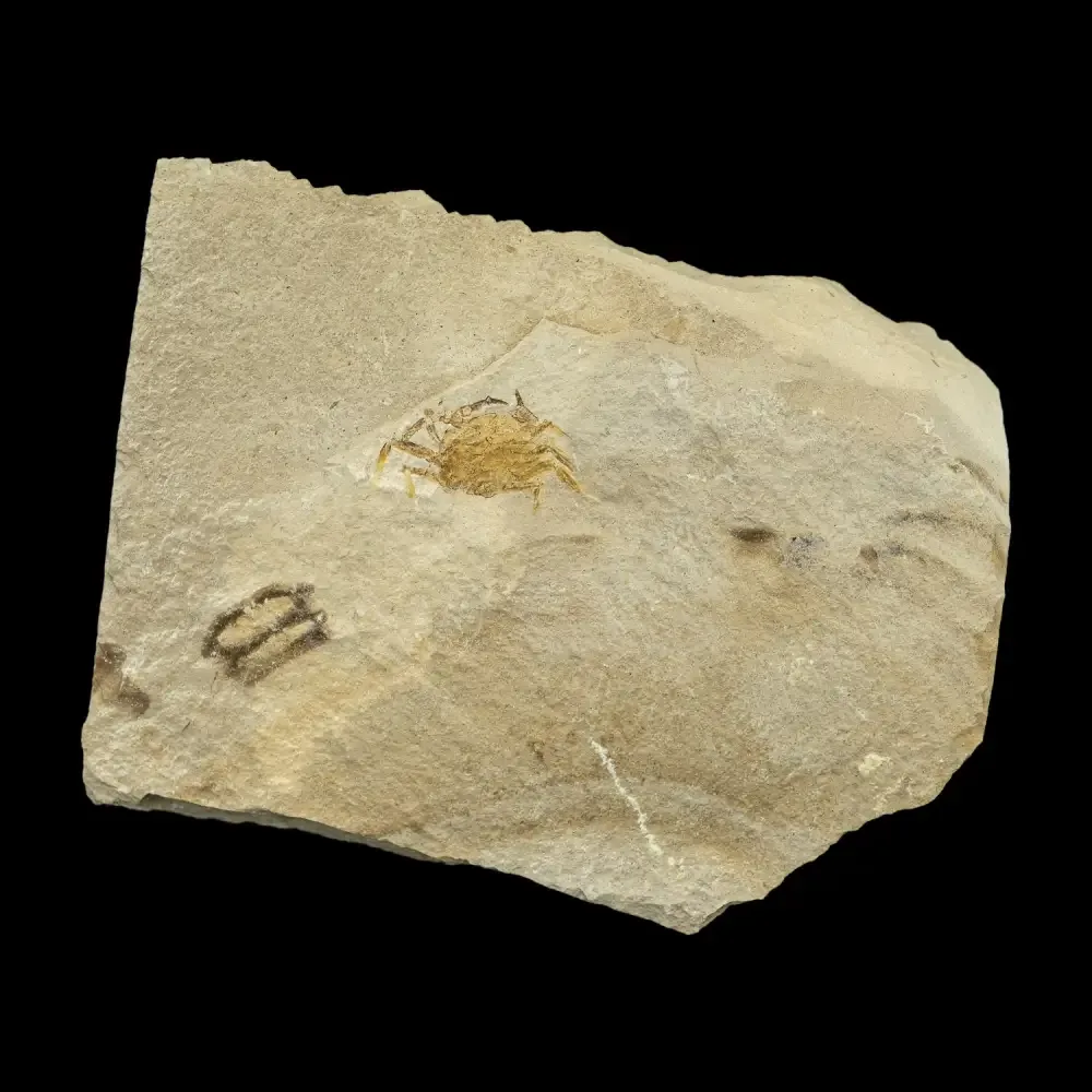 Fossil - Pea Crab Pinnixa sp.