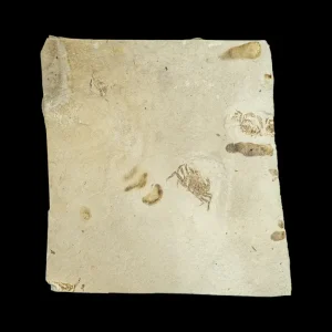 Fossil - Pea Crab Pinnixa sp.
