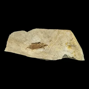 Fossil - Pea Crab Pinnixa sp.