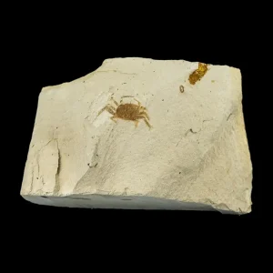 Fossil - Pea Crab Pinnixa sp.