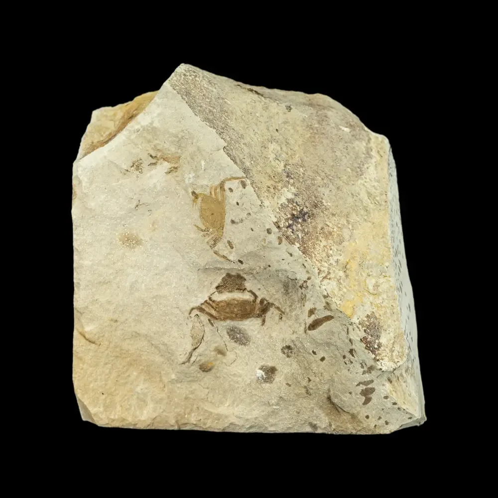 Fossil - Pea Crab Pinnixa sp.