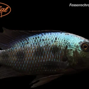 Fossorochromis rostratus