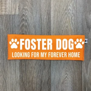 Foster Dog