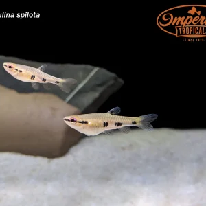 Four Spot Splash Tetra