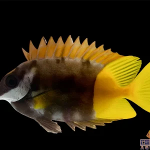 Foxface - Fiji XL