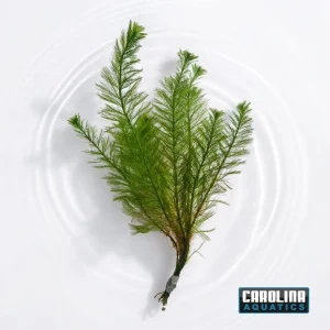 Foxtail (Myrio) Filigree