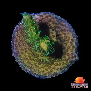 Frag - Acropora Encrusting Milliepora