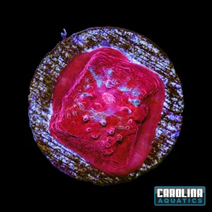 Frag - Blood Moon Chalice