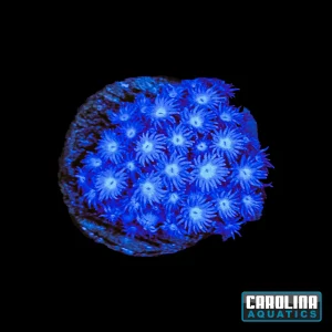 Frag - Blue White Mouth Goniopora