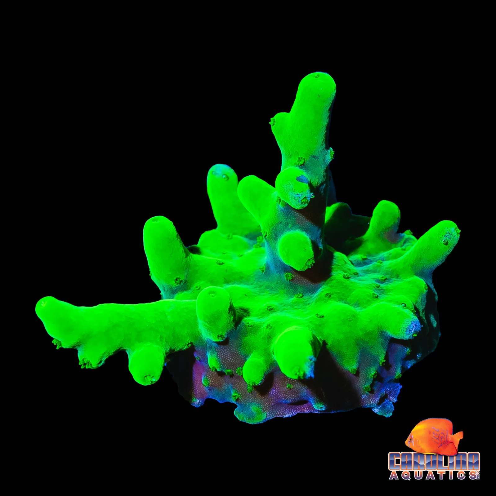 Frag - Deepwater Toxic Highlighter Acro - Image 2