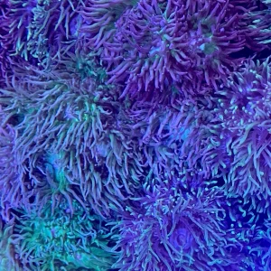 Frag - Duncan Mini Colony