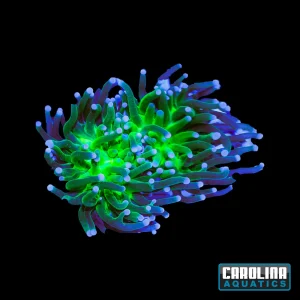 Frag - Glitter Torch