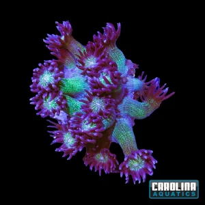 Frag - Goniopora Glitter Bomb