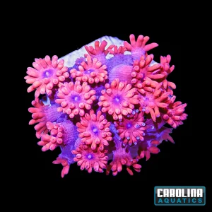 Frag - Goniopora Red Blue Eye