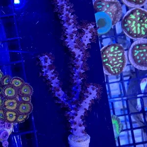 Frag - Gorgonian Knobby