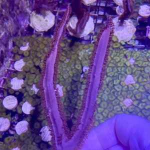 Frag - Gorgonian Purple Ribbon