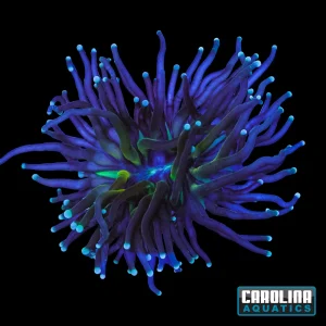 Frag - Green Mouth Tiger Torch
