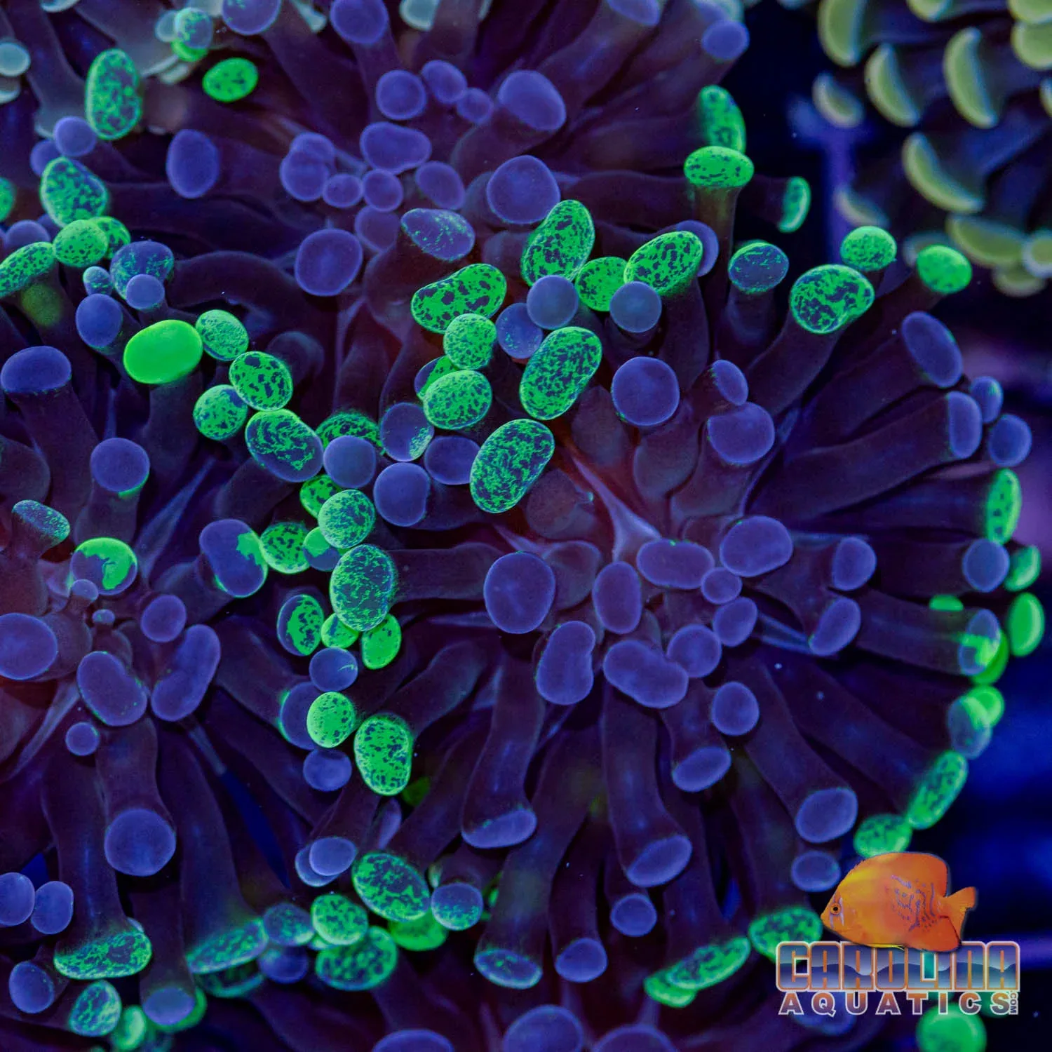 Frag - Hammer Branching Green Rim Purple Splatter (per head) - Image 2