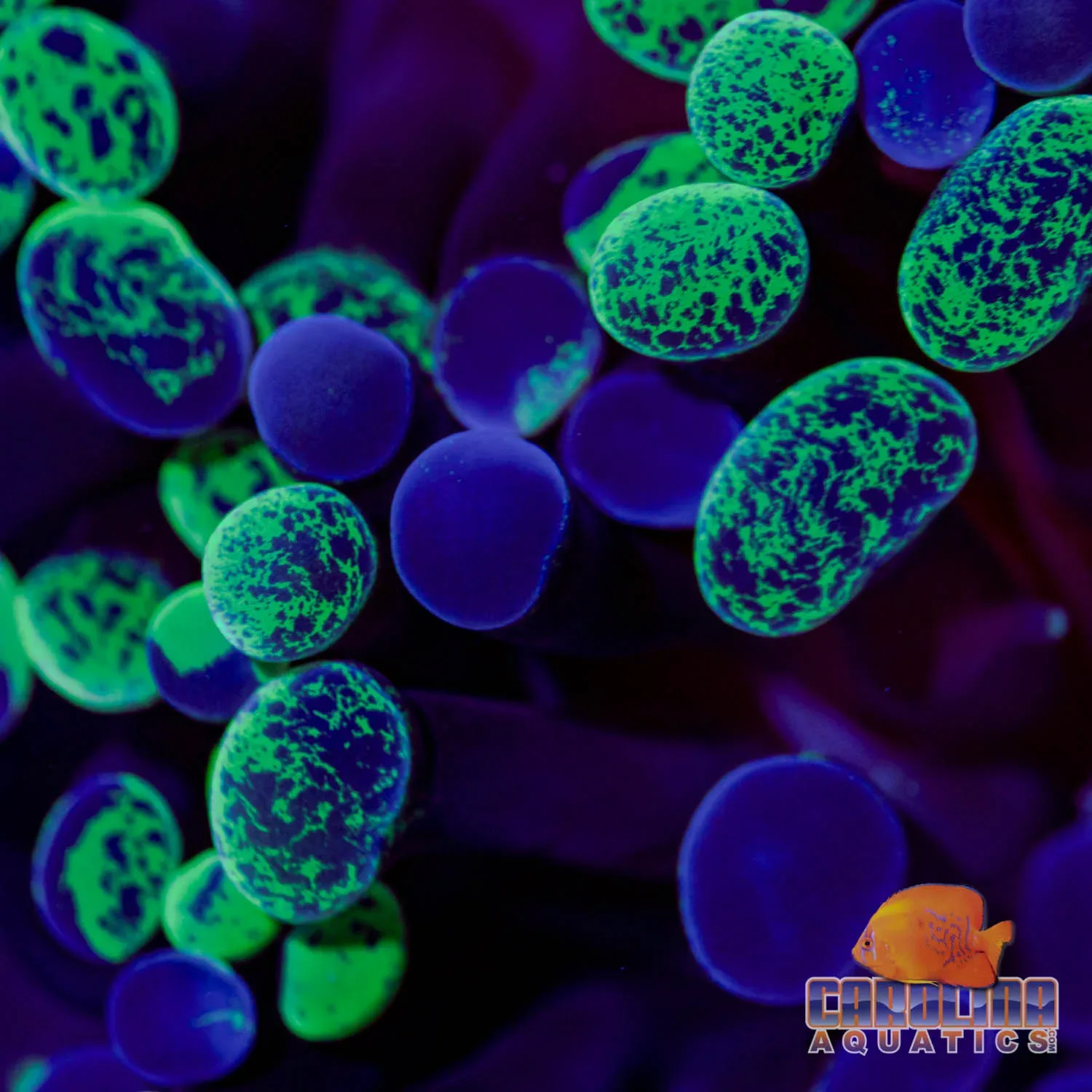 Frag - Hammer Branching Green Rim Purple Splatter (per head)